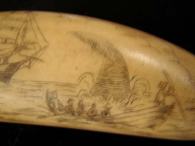 A late 19th or early 20th century Sperm whale tooth with whaling scene and the Whaling Bark 'Florence.'
